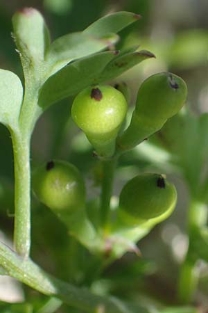 Fumaria judaica \ Jud&auml;a-Erdrauch / Judean Fumitory, Rhodos/Rhodes Mount Smith 18.3.2023