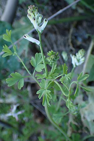 Fumaria judaica \ Jud&auml;a-Erdrauch / Judean Fumitory, Rhodos/Rhodes Stegna 28.3.2023