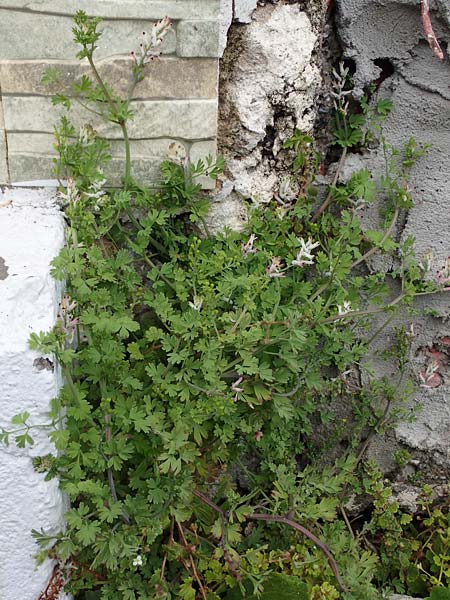 Fumaria judaica \ Jud&auml;a-Erdrauch / Judean Fumitory, Rhodos/Rhodes Archangelos 17.3.2023