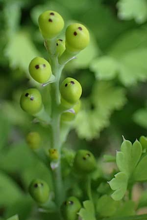 Fumaria judaica \ Jud&auml;a-Erdrauch / Judean Fumitory, Rhodos/Rhodes Archangelos 17.3.2023