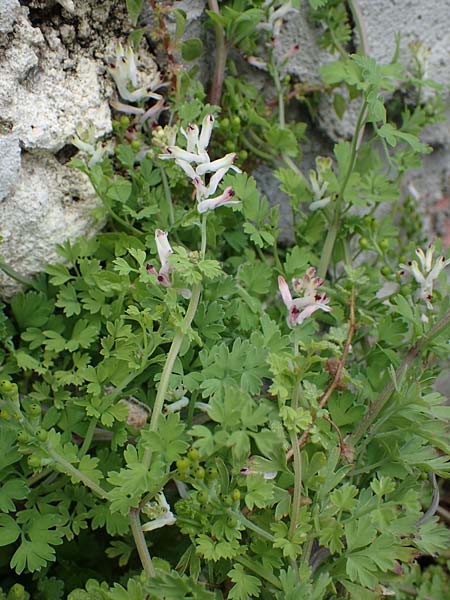 Fumaria judaica \ Jud&auml;a-Erdrauch / Judean Fumitory, Rhodos/Rhodes Archangelos 17.3.2023
