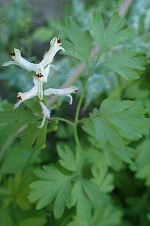 Fumaria judaica \ Jud&auml;a-Erdrauch / Judean Fumitory, Rhodos/Rhodes Lindos 20.3.2023