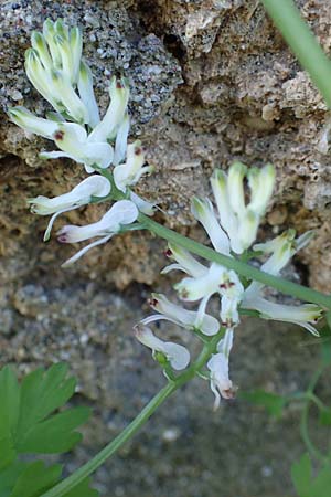 Fumaria judaica \ Jud&auml;a-Erdrauch / Judean Fumitory, Rhodos/Rhodes Lindos 20.3.2023
