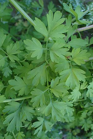 Fumaria judaica \ Jud&auml;a-Erdrauch / Judean Fumitory, Rhodos/Rhodes Lindos 20.3.2023