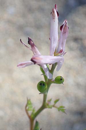 Fumaria judaica \ Jud&auml;a-Erdrauch / Judean Fumitory, Rhodos/Rhodes Lindos 20.3.2023