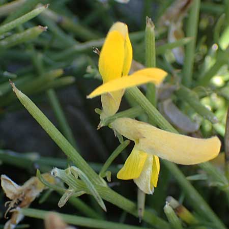 Genista acanthoclada subsp. echinus \ Dorniger Ginster / Thorny Broom, Rhodos/Rhodes Apolakkia 25.3.2023