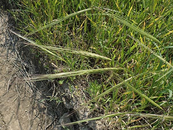 Hordeum spontaneum \ Wild-Gerste / Wild Barley, Rhodos Kattavia 1.4.2019