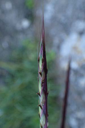 Andropogon distachyos \ Zweihriges Bartgras / Mountain Andropogon, Rhodos Mount Smith 18.3.2023