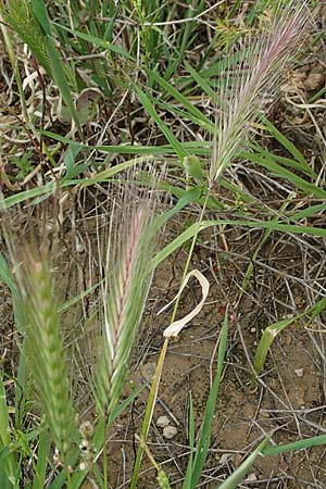 Hordeum geniculatum \ Salz-Gerste / Gussone's Barley, Rhodos Kattavia 1.4.2019
