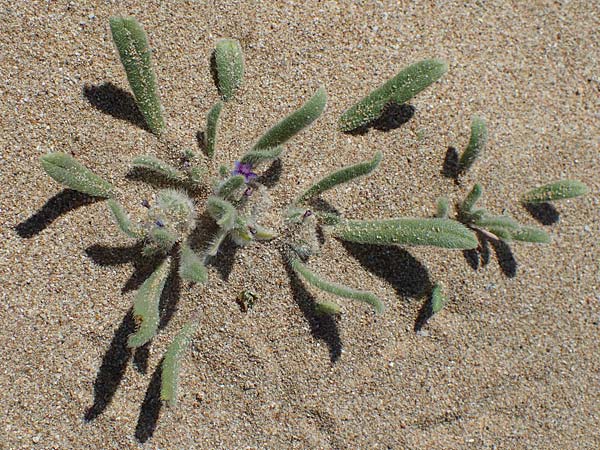 Hormuzakia aggregata \ Dichtbltige Ochsenzunge / Dense Alkanet, Rhodos Agathi Beach 26.3.2023