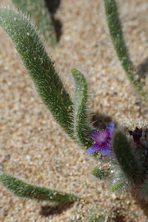 Hormuzakia aggregata \ Dichtbltige Ochsenzunge / Dense Alkanet, Rhodos Agathi Beach 26.3.2023