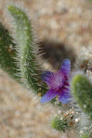 Hormuzakia aggregata \ Dichtbltige Ochsenzunge / Dense Alkanet, Rhodos Agathi Beach 26.3.2023