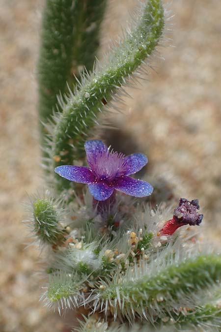 Hormuzakia aggregata \ Dichtbltige Ochsenzunge / Dense Alkanet, Rhodos Agathi Beach 26.3.2023