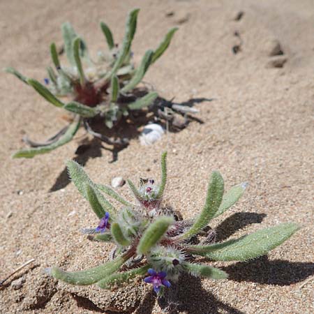 Hormuzakia aggregata \ Dichtbltige Ochsenzunge / Dense Alkanet, Rhodos Agathi Beach 26.3.2023