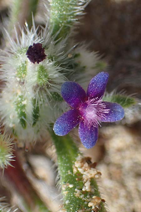 Hormuzakia aggregata \ Dichtbltige Ochsenzunge / Dense Alkanet, Rhodos Agathi Beach 26.3.2023