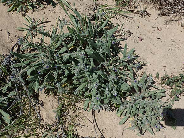 Hormuzakia aggregata \ Dichtbltige Ochsenzunge / Dense Alkanet, Rhodos Agathi Beach 26.3.2023