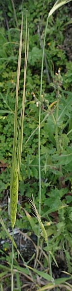 Hordeum spontaneum \ Wild-Gerste / Wild Barley, Rhodos Kamiros 22.3.2023