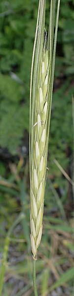 Hordeum spontaneum \ Wild-Gerste / Wild Barley, Rhodos Kamiros 22.3.2023