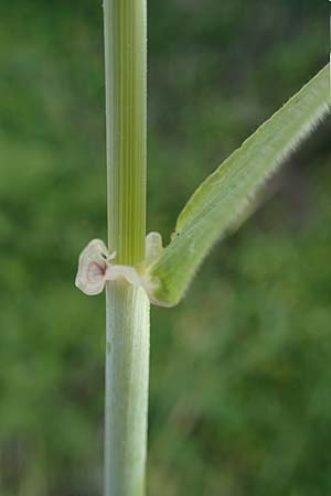 Hordeum spontaneum \ Wild-Gerste / Wild Barley, Rhodos Kamiros 22.3.2023
