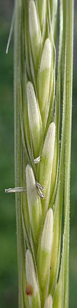 Hordeum spontaneum \ Wild-Gerste / Wild Barley, Rhodos Kamiros 22.3.2023