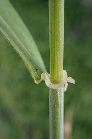Hordeum spontaneum \ Wild-Gerste / Wild Barley, Rhodos Kamiros 22.3.2023
