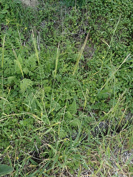 Hordeum spontaneum \ Wild-Gerste / Wild Barley, Rhodos Kamiros 22.3.2023