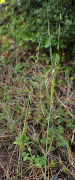 Hordeum spontaneum \ Wild-Gerste / Wild Barley, Rhodos Archangelos 24.3.2023