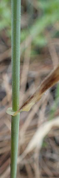 Hordeum spontaneum \ Wild-Gerste / Wild Barley, Rhodos Archangelos 24.3.2023