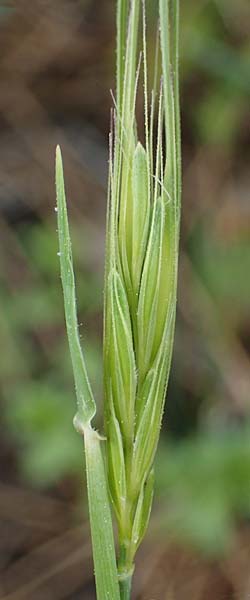 Hordeum spontaneum \ Wild-Gerste / Wild Barley, Rhodos Archangelos 24.3.2023