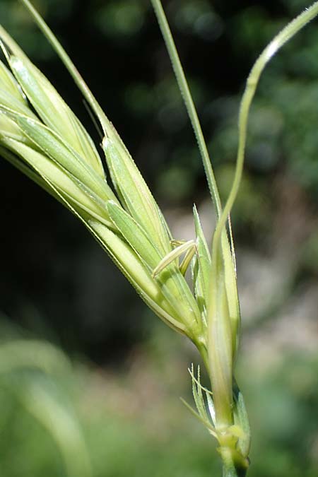 Hordeum spontaneum \ Wild-Gerste / Wild Barley, Rhodos City 28.3.2023