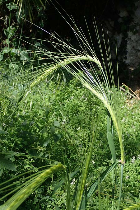 Hordeum spontaneum \ Wild-Gerste / Wild Barley, Rhodos City 28.3.2023