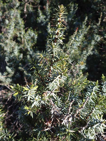 Juniperus deltoides \ Gro�fr�chtiger Stech-Wacholder / Large-Fruited Juniper, Rhodos/Rhodes Apolakkia 25.3.2023