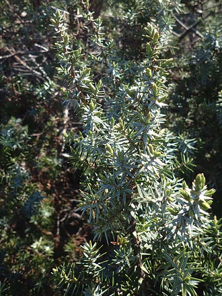 Juniperus deltoides \ Gro�fr�chtiger Stech-Wacholder / Large-Fruited Juniper, Rhodos/Rhodes Apolakkia 25.3.2023