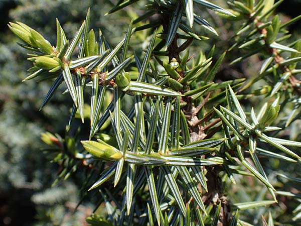 Juniperus deltoides \ Gro�fr�chtiger Stech-Wacholder / Large-Fruited Juniper, Rhodos/Rhodes Apolakkia 25.3.2023