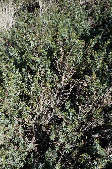 Juniperus deltoides \ Gro�fr�chtiger Stech-Wacholder / Large-Fruited Juniper, Rhodos/Rhodes Apolakkia 25.3.2023