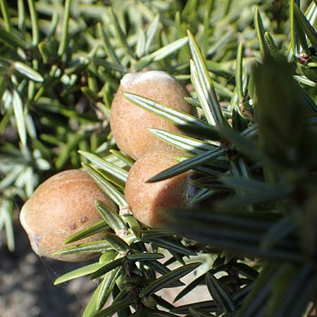Juniperus deltoides \ Gro�fr�chtiger Stech-Wacholder / Large-Fruited Juniper, Rhodos/Rhodes Apolakkia 25.3.2023