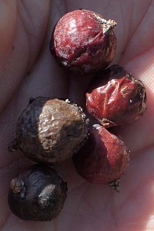 Juniperus deltoides \ Gro�fr�chtiger Stech-Wacholder / Large-Fruited Juniper, Rhodos/Rhodes Apolakkia 25.3.2023