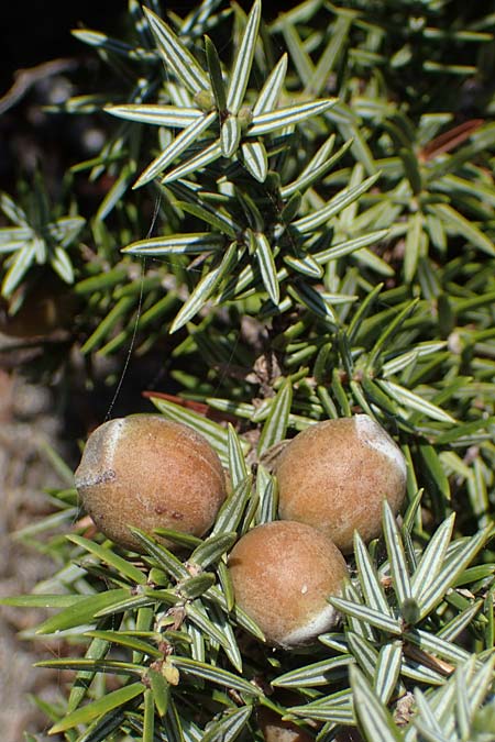 Juniperus deltoides \ Gro�fr�chtiger Stech-Wacholder / Large-Fruited Juniper, Rhodos/Rhodes Apolakkia 25.3.2023
