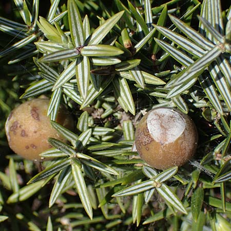 Juniperus deltoides \ Gro�fr�chtiger Stech-Wacholder / Large-Fruited Juniper, Rhodos/Rhodes Apolakkia 25.3.2023