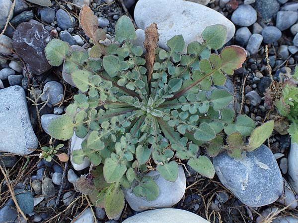 Crepis commutata \ Vertauschter Pippau / Confused Hawk's-Beard, Rhodos Haraki 15.3.2023