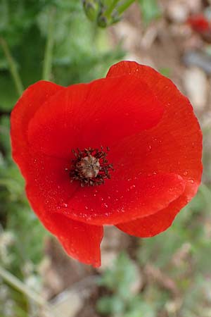 Papaver rhoeas \ Klatsch-Mohn / Common Poppy, Rhodos/Rhodes Attaviros 24.3.2023