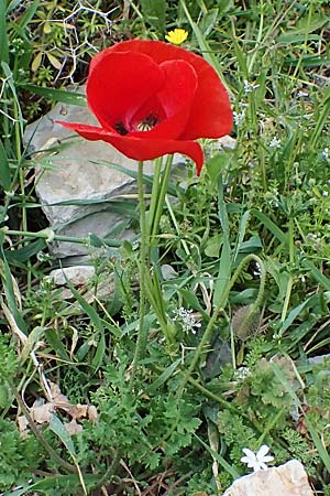 Papaver rhoeas \ Klatsch-Mohn / Common Poppy, Rhodos/Rhodes Attaviros 24.3.2023