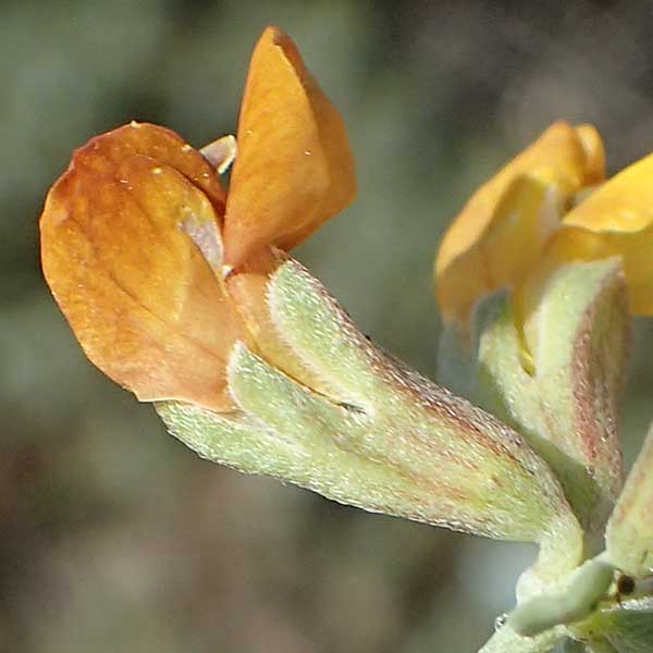 Lotus creticus \ Kretischer Hornklee / Cretan Bird's-Foot Trefoil, Rhodos Apolakkia 25.3.2023