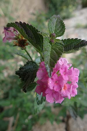 Lantana camara \ Wandelrschen, Rhodos City 28.3.2019