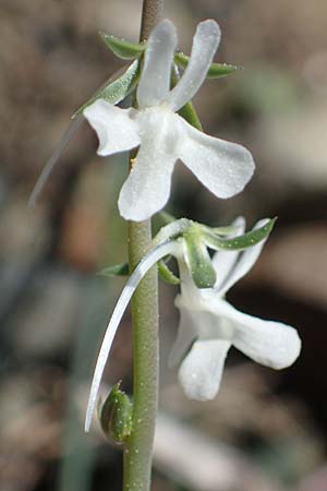 Linaria chalepensis \ Aleppo-Leinkraut, Rhodos Moni Artamiti 27.3.2023