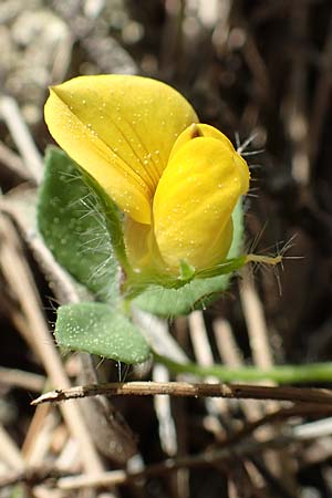 Lotus edulis \ Essbarer Hornklee / Edible Bird's-Foot Trefoil, Rhodos Epta Piges 27.3.2019