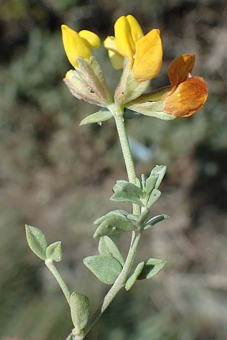 Lotus creticus \ Kretischer Hornklee / Cretan Bird's-Foot Trefoil, Rhodos Apolakkia 25.3.2023