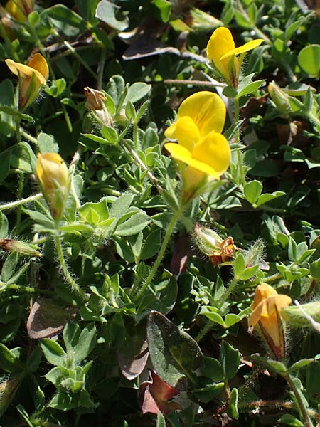 Lotus palustris \ Moor-Hornklee, Rhodos Apolakkia 25.3.2023