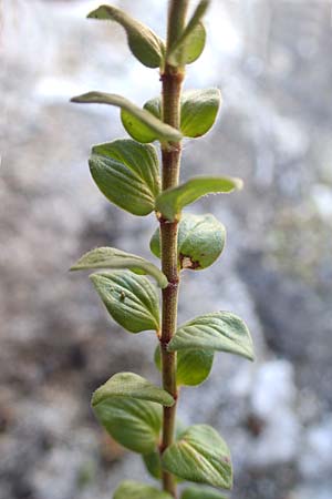 Micromeria nervosa \ Palstina-Steinminze / Veined Savory, Rhodos Mount Smith 18.3.2023