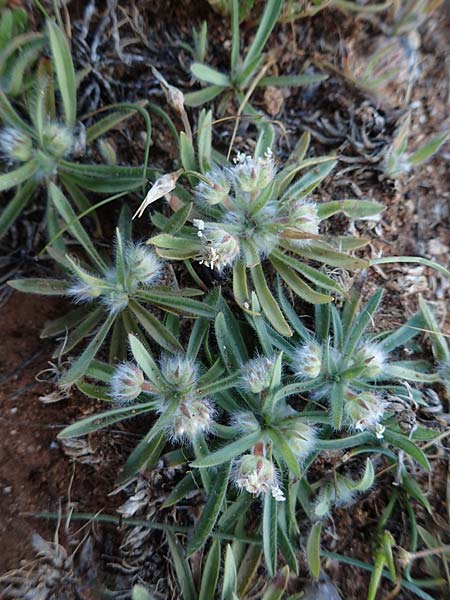 Plantago cretica \ Kretischer Wegerich / Cretan Plantain, Rhodos Lindos 20.3.2023